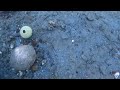 Diving for scallops.