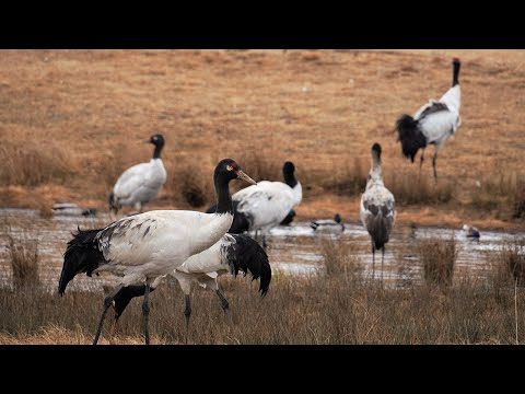 Live: visiting wintering habitat for black-necked cranes in sw china