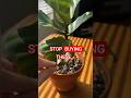 These 3 Plants Can't Handle SoCal Heat (Don't Buy)