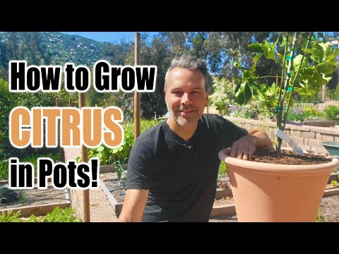 Vídeo: Orange Tree Container Gardening - Melhores laranjeiras para vasos