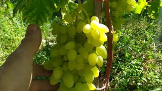 кишмиш Афродита, красивый и вкусный виноград