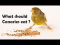 What should we feed Canaries ?