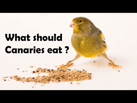 Video: How To Feed A Canary