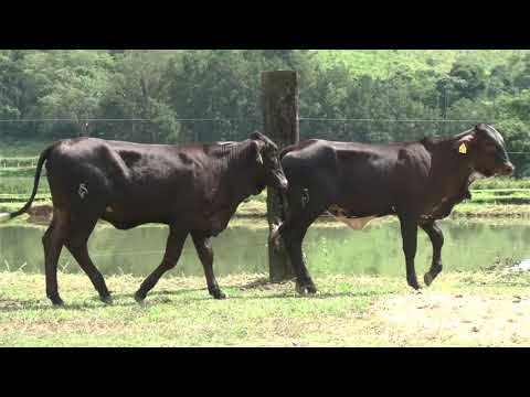 LOTE 41   FAZENDA ORIENTE