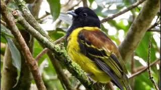 MASTERAN BURUNG MURAI PALING DI CARI JURI