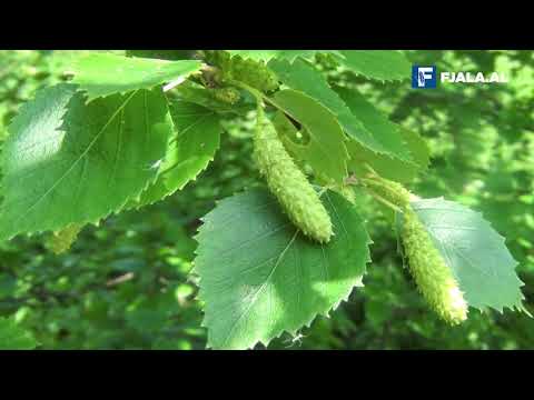 Video: Çfarë është një bimë me gjethe të ngushtë?