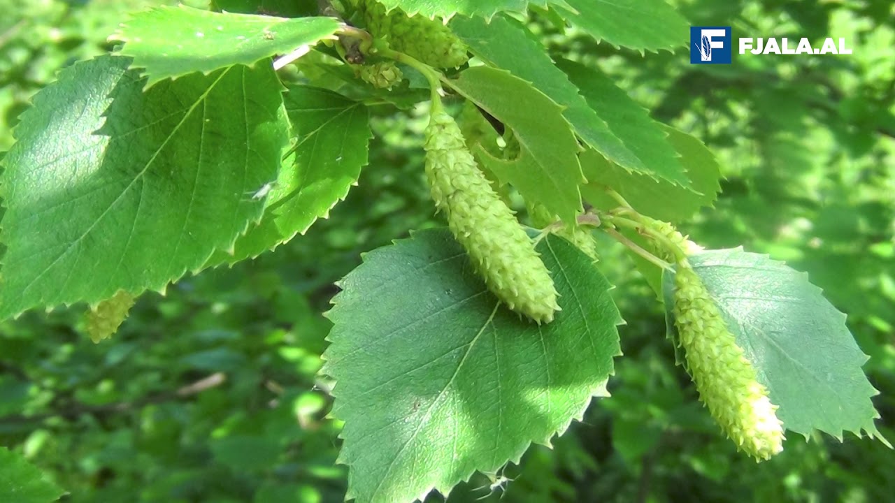 Mështekna, ndihmon në pastrimin e gjakut dhe në  forcimin e imunitetit
