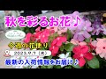 今週の花便り #50【2023.9.7】入荷情報を最速でお届け♪【祝♪50回!! 待ちかねた秋物入荷♪】