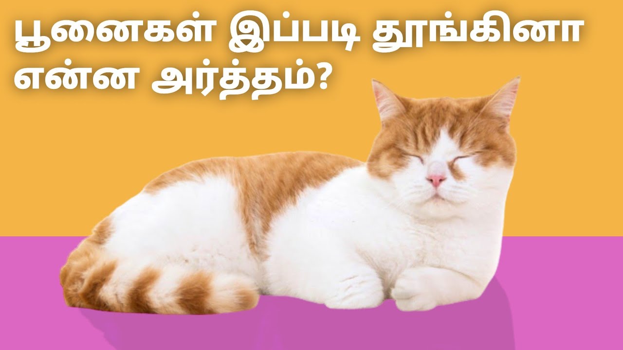 பூனைகளின் தூக்கத்திற்கும் அர்த்தம் உண்டா? | What does it mean when cats sleep like this?