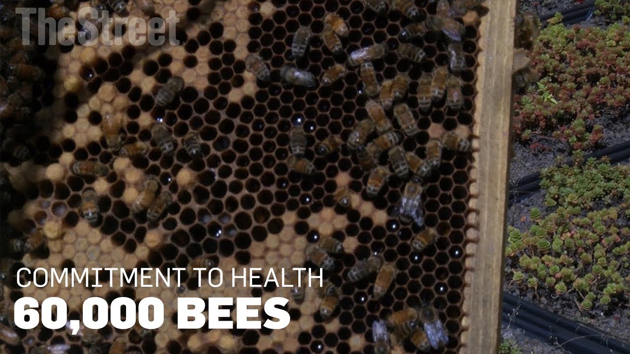 60,000 Honeybees on a Hospital Roof