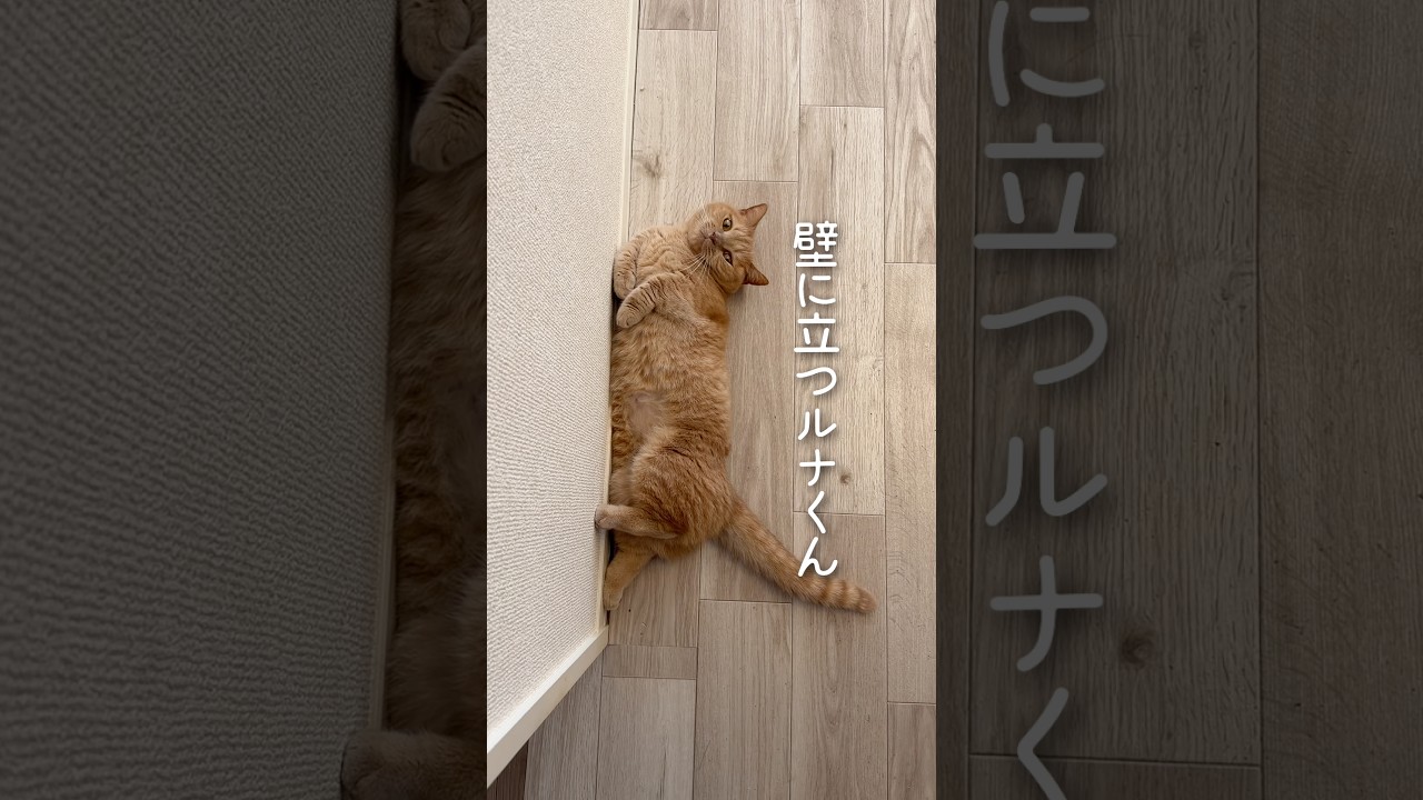 壁に立つのが趣味の、短足マンチカンのルナくん