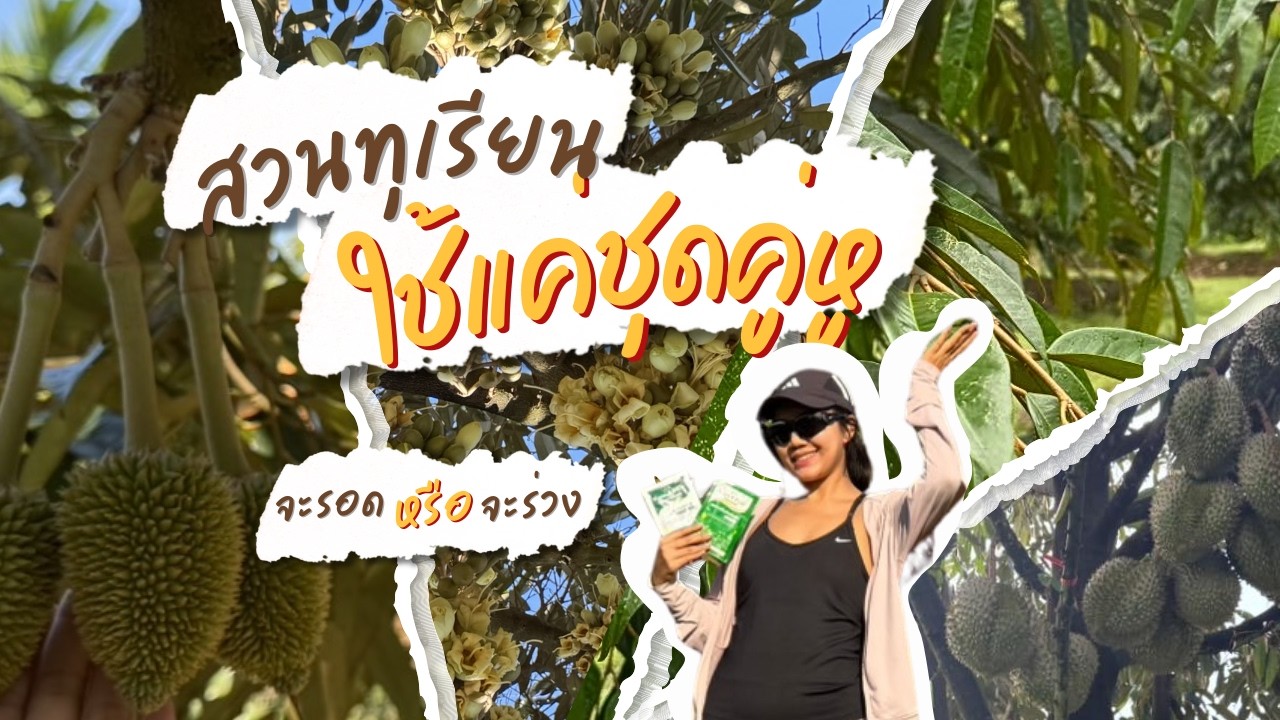 ดูแลด้วย “ชุดคู่หูมหัศจรรย์” ตั้งแต่ทุเรียนอายุเพียง 2 ปีจนวันนี้เข้าสู่ปีที่ 6 อย่างแข็งแรงเต็มระบบ