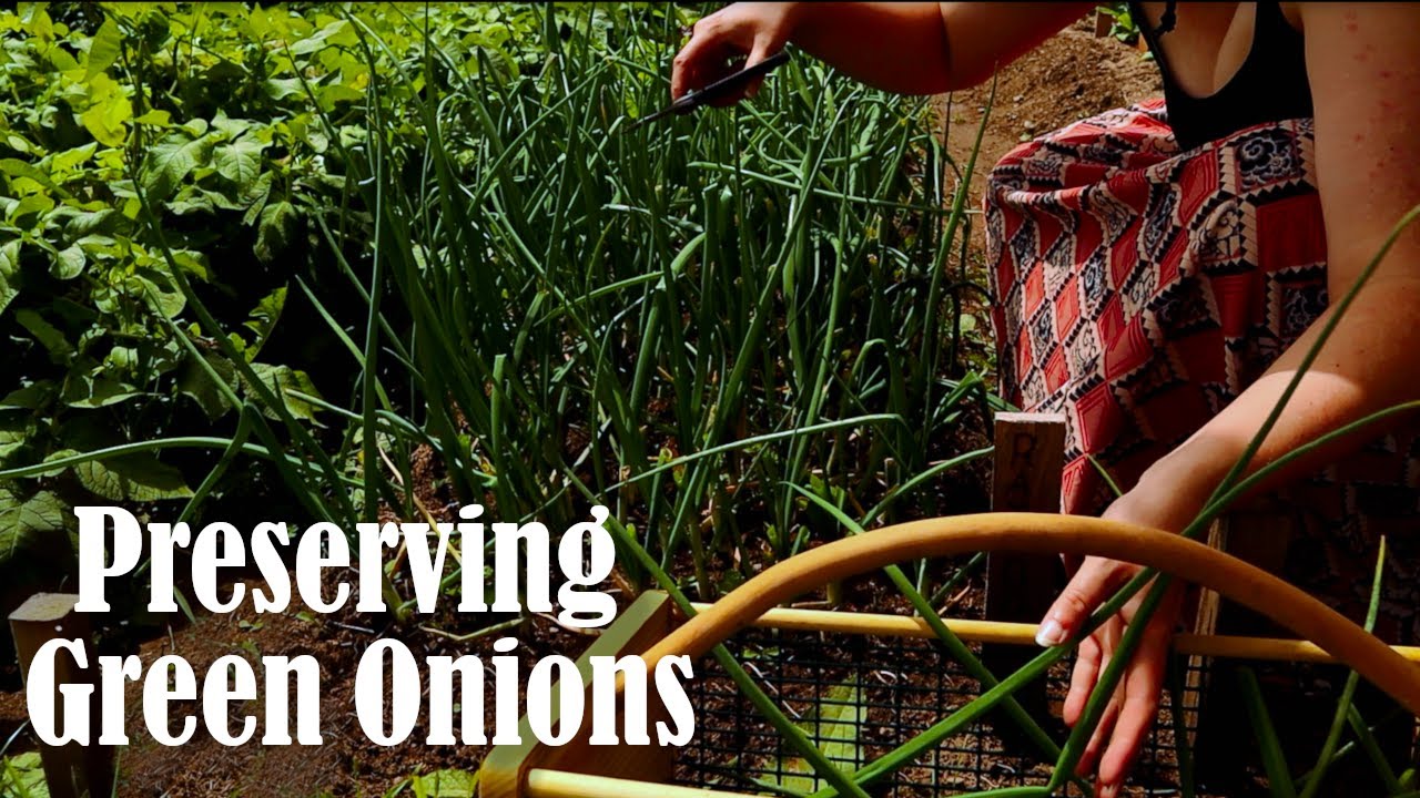 How To Preserve Green Onions Why You Should Grow Your Own YouTube How To Preserve Green Onions Why You Should Grow Your Own YouTube