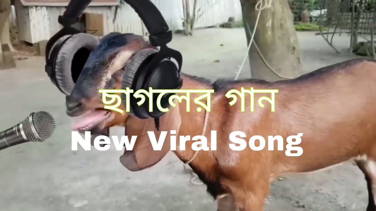 ছাগলের গান। New Viral Song|Sss Unique Bd - YouTube