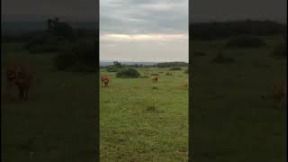 Very well fed Fig trees Cr evans_kimojino #lionlover #lion #lionnation
