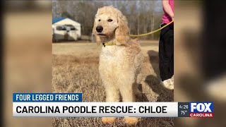Four Legged Friends: Chloe