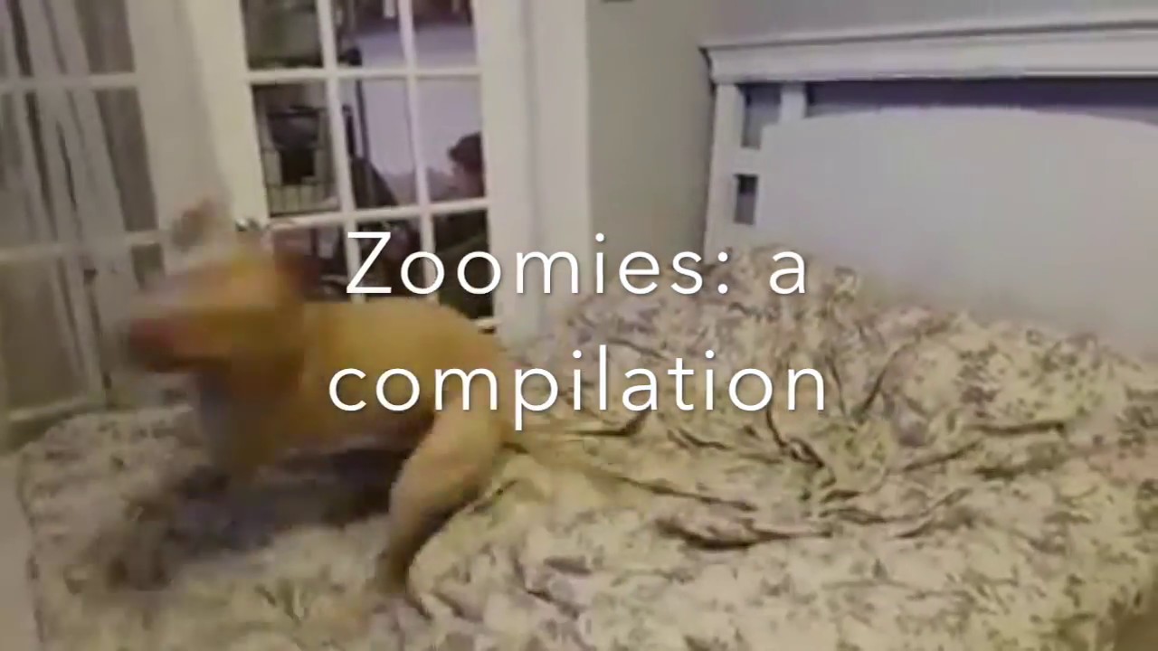 Zoomies a compilation YouTube