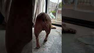 Highlight 6:15 – 11:15 from TJ The Frenchie is live