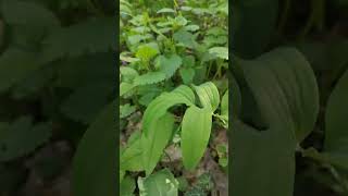 Wild garlic and Lily- of- the -Valley (The difference)