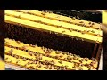 FPL honors National Honeybee Day with over 40 honeybee projects