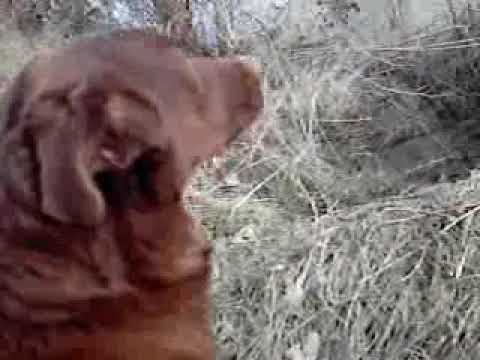 Видео: Как да предпазим кучешката пее от съсипването на моравата ви