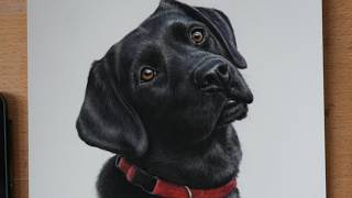 Top Three Tips for Realistic Portraits | Black Labrador Pastel Demo
