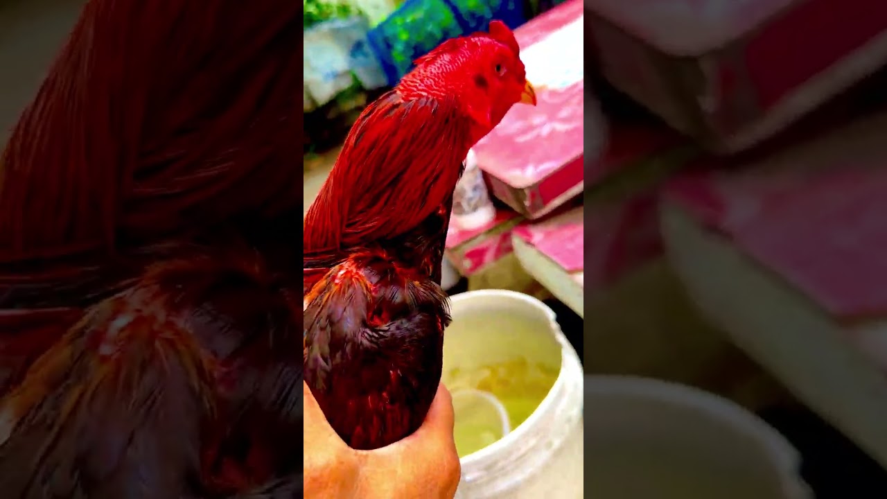 เจ้าสแกมเมอร์ครับพึ่งอาบน้ำตากแดดแห้งดีละบรรยากาศตอนเที่ยงวัน24/2/69 ครับ