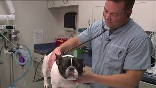 Did you know that your dog can make you sick?