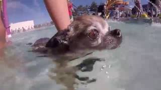 Fort Collins Pooch Plunge 2016