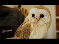 Saving a Barn Owl Chick called Drax | Wildlife Rehabilitation