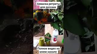 Аяваска ретрит для русскоговорящих #ayahuasca #аяваска #аяуаска