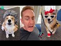 Hammy & Olivia Corgi NEW TikTok Videos 2022 | Funny Hammy and Olivia New Compilation