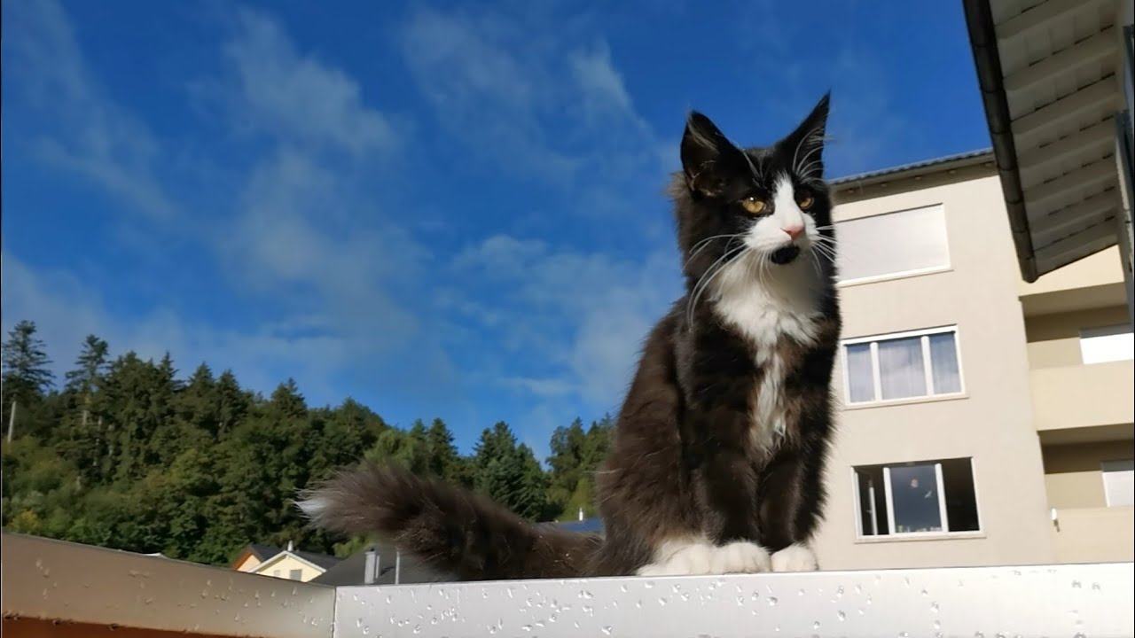 Norwegian Forest Cat Odin & Eddie the Day YouTube