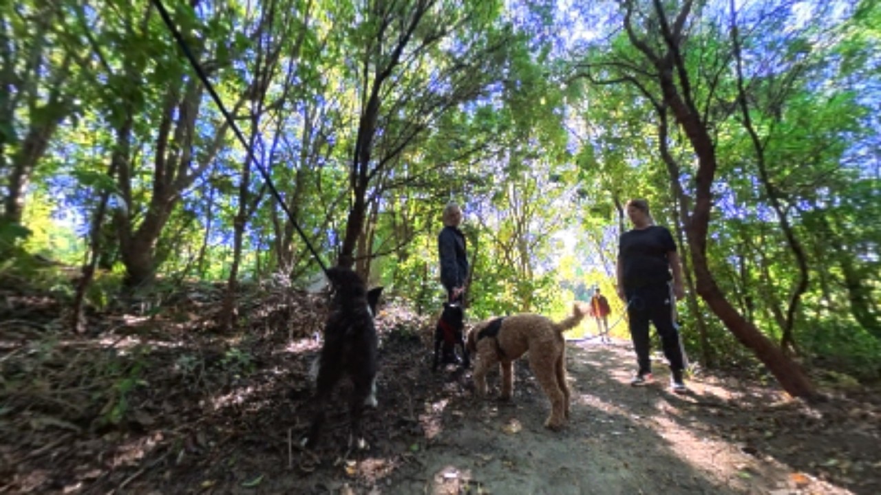 Millennium Native Forest Reserve, Masterton, New Zealand - POV virtual dog walk with Border Collie.