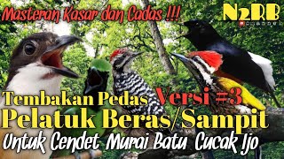 MASTERAN KASAR DAN PEDAS - TEMBAKAN PELATUK BERAS VERSI 3 - UNTUK MURAI BATU CENDET CUCAK IJO DLL
