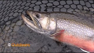 Big Brook Trout and Beautiful Grayling on Boulder Mountain