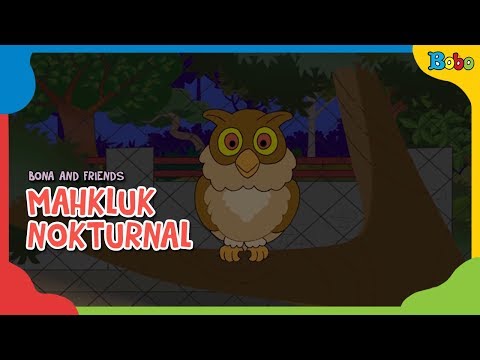 Video: Perbedaan Antara Nokturnal Dan Diurnal