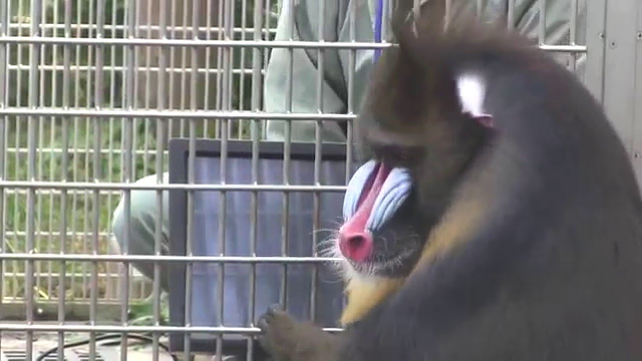 京都動物園 マンドリルのお勉強 動物たち Mandrill To Study At The Pc Youtube