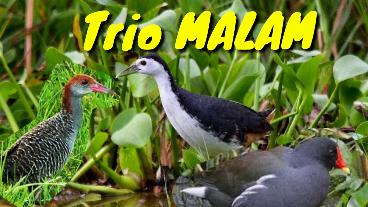 Suara Pikat Burung Sawah 3in1 Sintar Mandar Dan Ruak Ruak Youtube