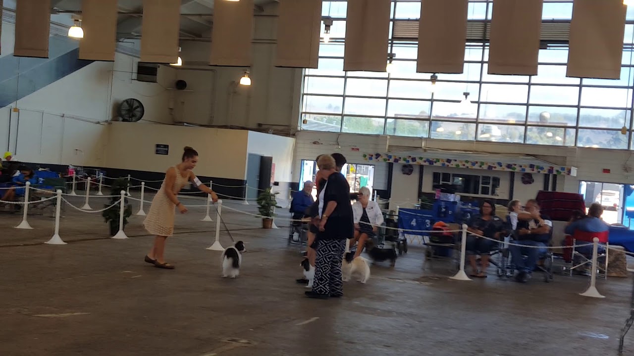 Vallejo Dogshow 3 9152019 YouTube