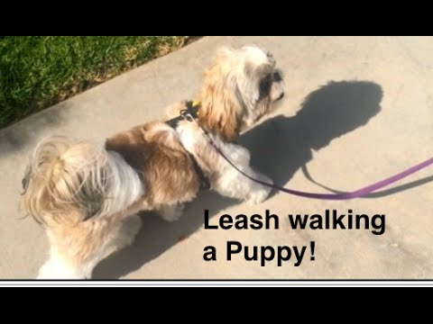 How to train Puppy to walk on a leash-puppies that stop and are scared ...