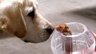 DOGS REACT TO HAMSTER!!