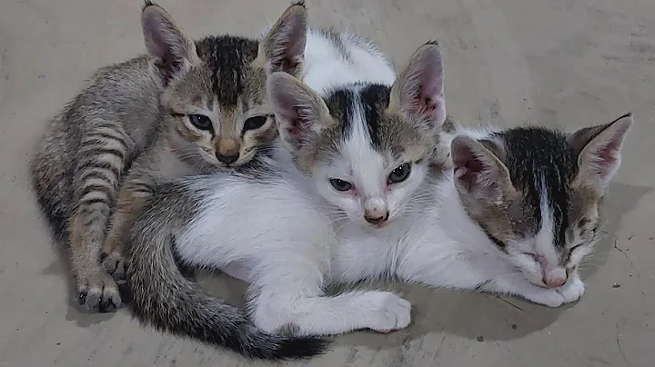 Video 11756881: catlife funnycats cats, amazing meow cat kitten, cat meowing sound kitten, baby cats kitten meowing, funny cats kittens meowing, cats kittens meowing cute, cat meowing kittens playing