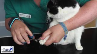 How to Clip Your Cats Nails | Cat only Vet Clinic Demonstrates by Simply Pets Online 2,385 views 7 years ago 1 minute, 23 seconds