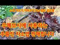 차조기 판매합니다. 2023년 6월 19일 차조기 우메보시용, 차조기(자소엽)를 활용한 우메보시 만드는법 : 유기농사과한빛농장 - https://naver.me/xoK0RxGE