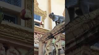 Monkey video  Prank monkey #funny #monkey #monkeyvideo #animals #funnyanimal #monkeyshow #animals
