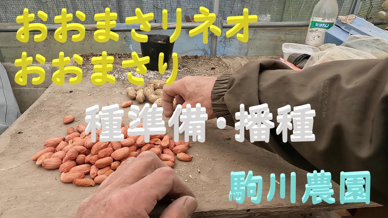 おおまさりネオ・おおまさり種準備・播種 駒川農園 24.4.4 - YouTube