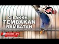 Rambatan Paruh Merah Full Nembak Tajam Mp3 - Mp4 Download