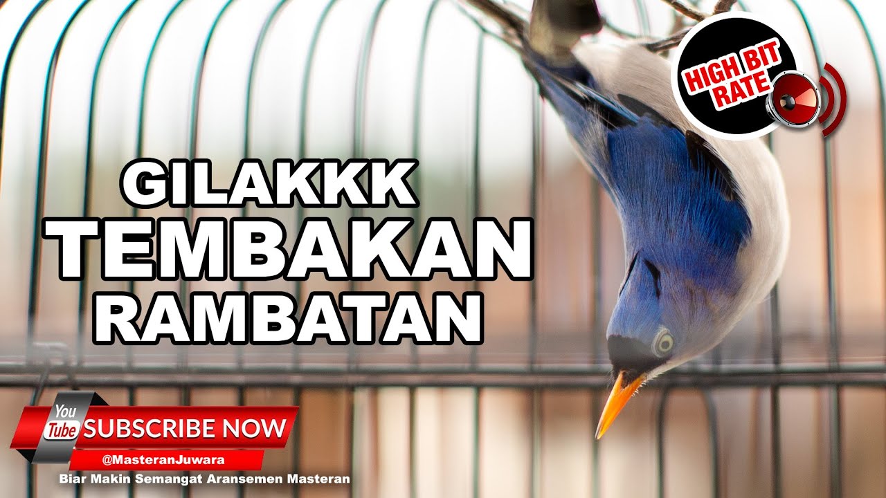 🔴 Rambatan Paruh Merah Full Nembak Tajam 