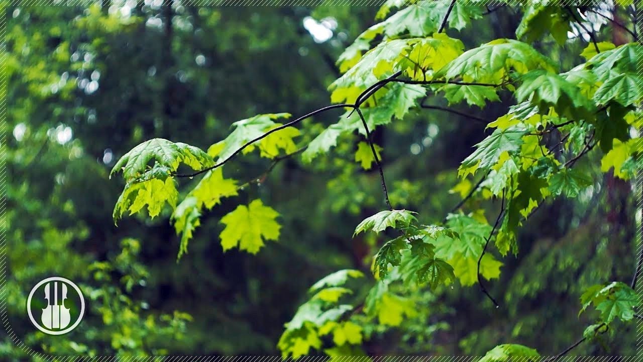 Шум леса и пение птиц и дождь. Пенья дождя